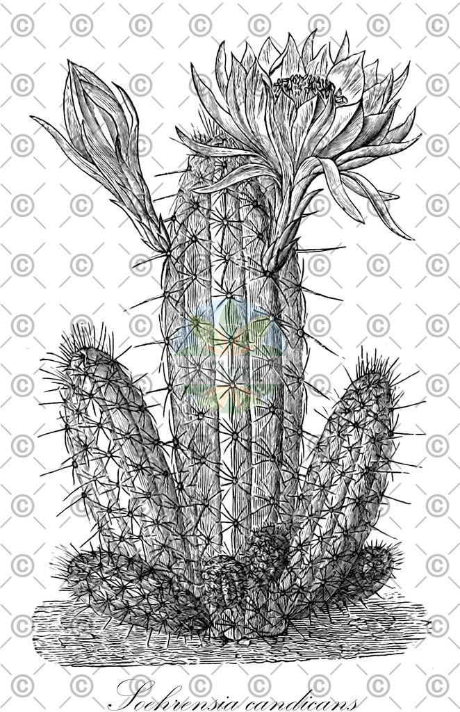 HistAbb_wfo-0001423301_1_ENZY_Simple | Historische Abbildung von Soehrensia candicans - Cactaceae | Historical Illustration of Soehrensia candicans - Cactaceae