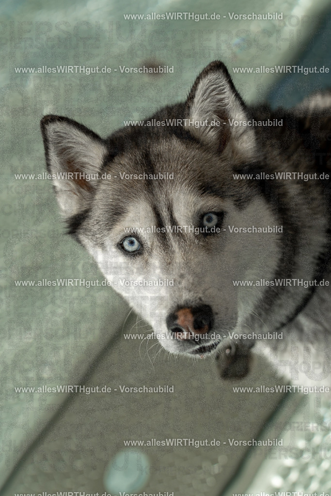 Hundeschwimmen_Volksbad_2026-allesWIRTHgut_Tierfotografie-2609061357-7R500989 | Professionelle Tierfotografie in Mönchengladbach von Daniel Wirth (allesWIRTHgut). Liebevolle & natürliche Bilder von Hunden & Katzen für unvergessliche Erinnerungen.