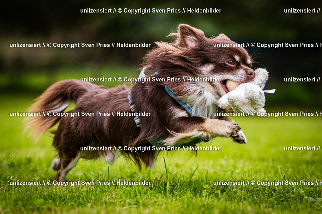 Sven Pries | 2024-09-22 - Hunderennen Baden-BadenPudelverein - Realisiert mit Pictrs.com