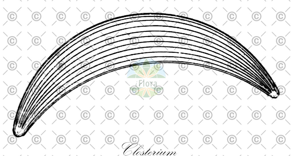 HistAbb_wfo-0000894985_1_ENZY_Simple | Historische Abbildung von Closterium - Closteriaceae (0) | Historical Illustration of Closterium - Closteriaceae (0)