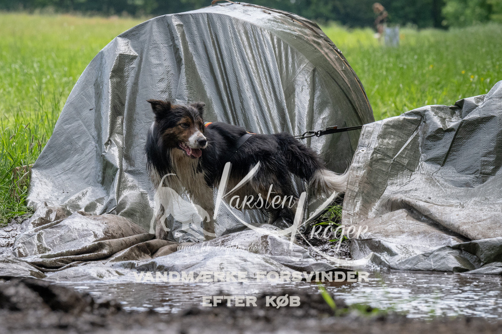 1127_ZZ93024 | kk-dogfotos
