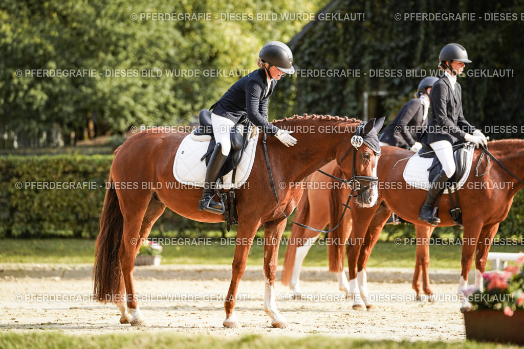 DSC06028 | Pferdegrafie