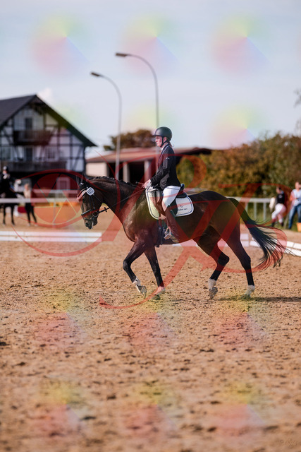 2026_10_03_Siefer-Hof_132604_Z81_78670008 | Professionelle Reitsport-, Turnier- und Eventfotografie von Robert Broda. Galerien mit ausgewählten und bearbeiteten Bildern direkt online ansehen und bestellen.