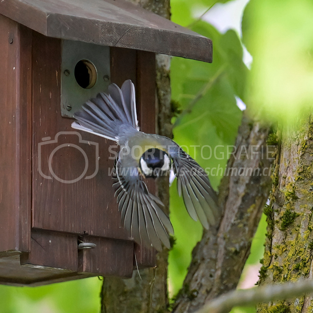 20240509_0930_AEM_nefti_2252-Bearbeitet | 09.05.2024 / , Neftenbach

Bild: Sportfotografie Markus Aeschimann | www.markus-aeschimann.ch - Realisiert mit Pictrs.com