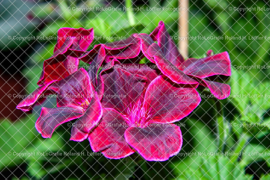 Duft-Pelargonie_Pelargonium graveolens L_H_r._Familie-Geraniaceae | Duft-Pelargonie_Pelargonium graveolens L_H_r._Familie-Geraniaceae - Realisiert mit Pictrs.com