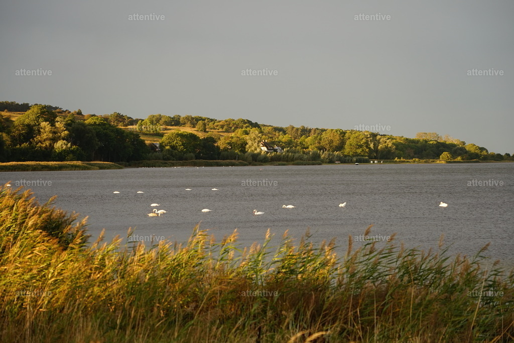 Schwan | Deutschland, Rügen - Realisiert mit Pictrs.com