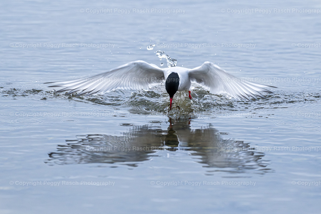 Küstenseeschwalbe | Küstenseeschwalbe - Realisiert mit Pictrs.com