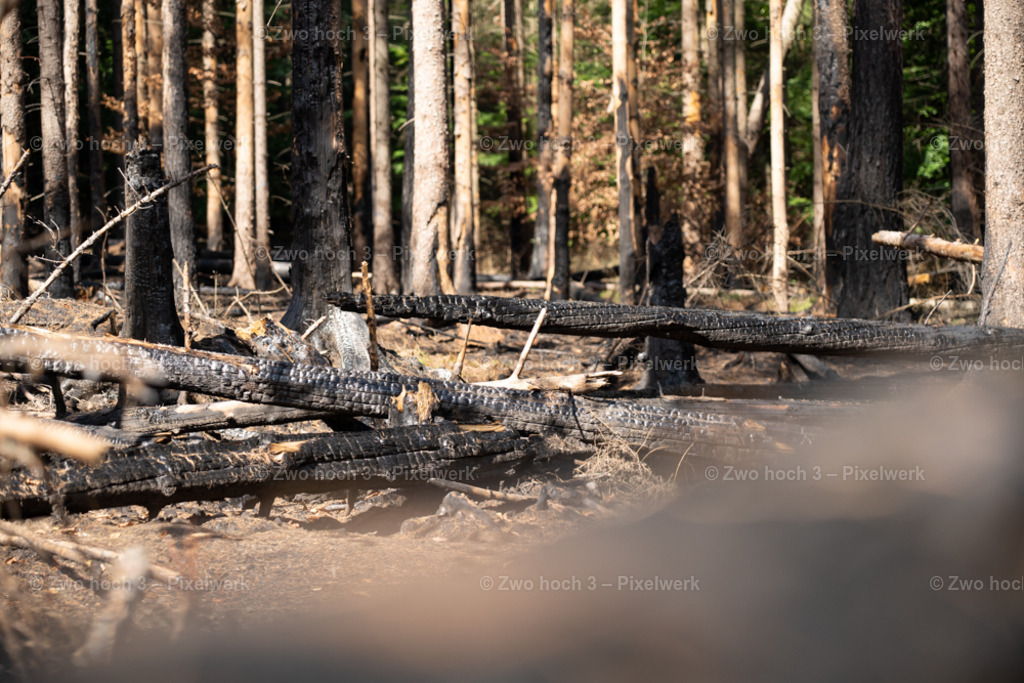 Fremdenweg_nahe_Katzenstein_Wald_Waldbrand_Baumstamm | 2022-08-30_Waldbrandgebiete_1 - Realisiert mit Pictrs.com