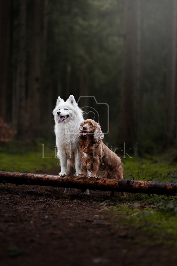 _7M34211-Verbessert-RR Kopie | <licht-blick-fotografie><shooting><portraitshooting><tiershooting><landschaftsbilder><shootingbuchen><buchen><fotografbremen> <fotograf niedersachsen><fotografin Bremen und niedersachsen><carshooting><automobilfotografie><auto> - Realisiert mit Pictrs.com