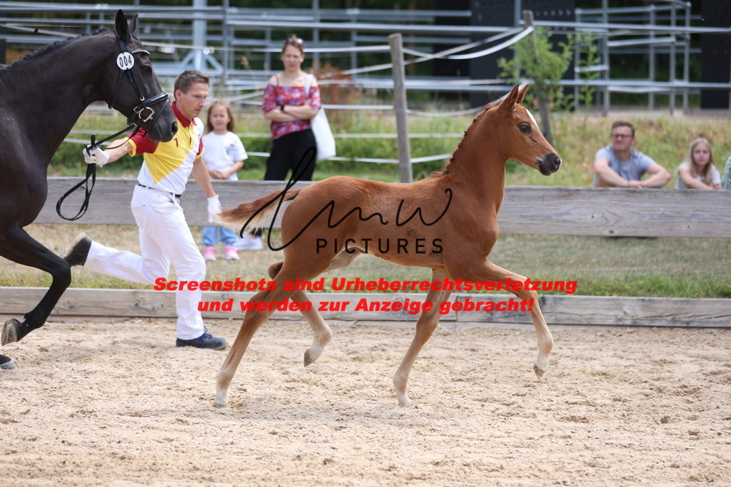 Fohlenschau_Schwäbisch_Hall_dressurbetonte_Fohlen_Goldring_KN 4_7 | lmwpictures - Realisiert mit Pictrs.com