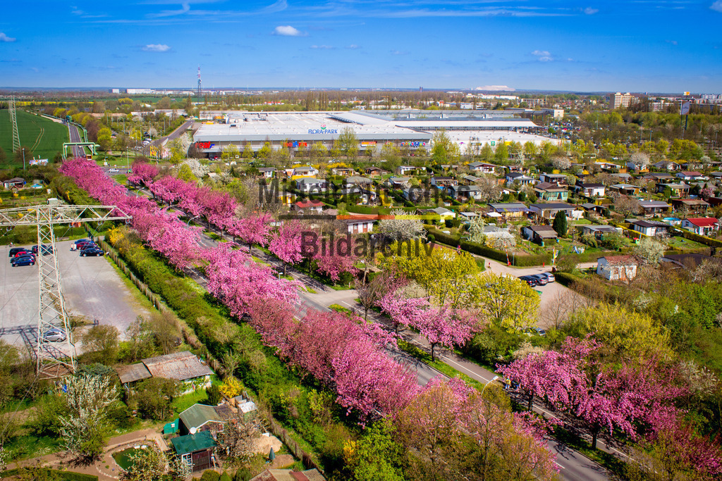 Florapark-5444 | Florapark 3 und Holzweg Kirschblüten - Realisiert mit Pictrs.com