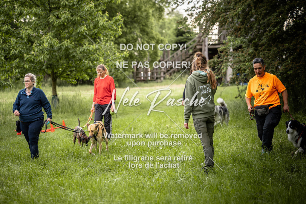 nelerasche_So-earlydog_98 | nelerasche