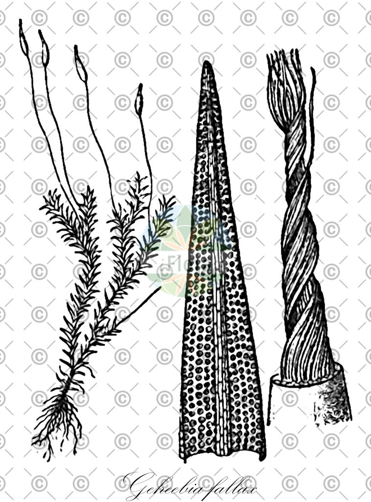 HistAbb_wfo-0000695895_1_ENZY_Simple | Historische Abbildung von Geheebia fallax - Pottiaceae | Historical Illustration of Geheebia fallax - Pottiaceae