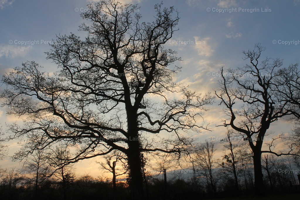 IMG_2703_2 | Fotografiert von Peregrin Lais. Bilder anschauen, 
Formate auswählen und bestellen. - Realisiert mit Pictrs.com