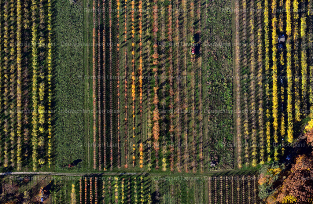 3503645 | herbstliche Baumstrukturen bei Sommerhausen