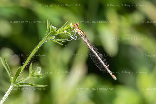 20197 | Tierfotografie, Tierkalender, Tierbilder, Insekten, Spinnen, Vögel, Schmetterling, Libellen, Leinwand, Colorkey, Qualität, Geschenkartikel, Geschenk - Realisiert mit Pictrs.com