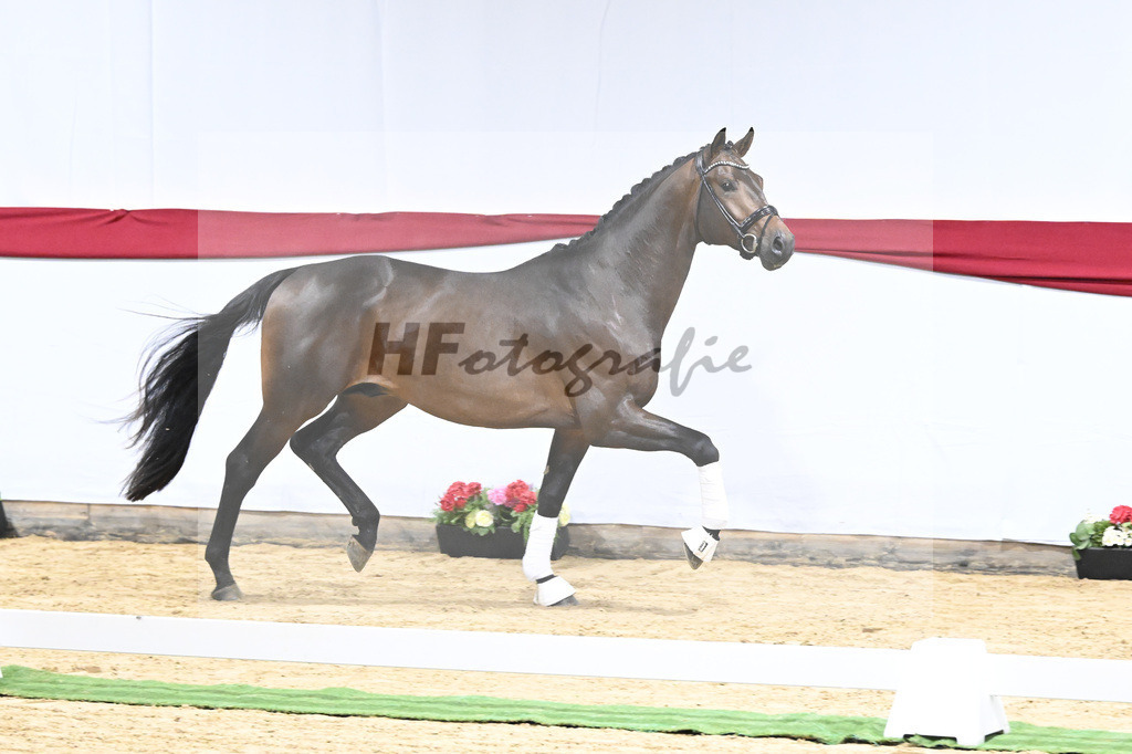Kat-Nr. 4 v. Glamourdale_Limbecker_63220079 | hf-fotografie - Realizzato con Pictrs.com