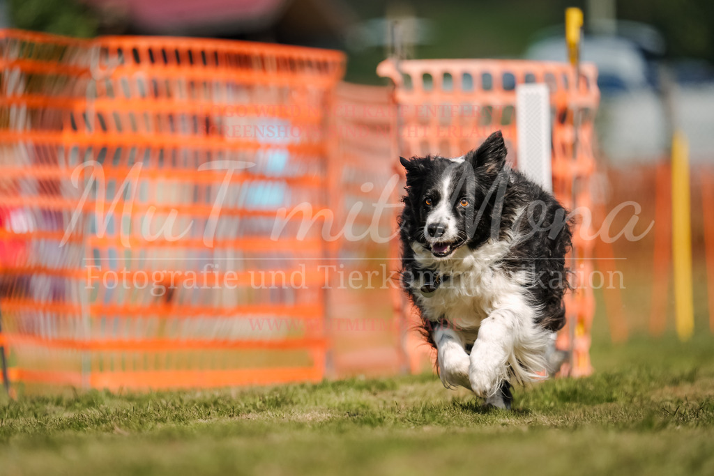 20250928_Hunderennen-578 | MuT (Mensch und Tier) mit Mona - Fotografie und Tierkommunikation - Realisiert mit Pictrs.com