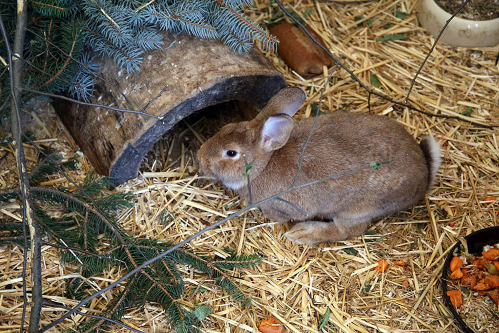 Foto: Leipzig - Haustierfarm im Wildpark Leipzig | Das Team hinter BILDLEXIKON LEIPZIG bündelt historische wie aktuelle Informationen über die Stadt Leipzig in Text und Bild auf einer Plattform und stellt diese der interessierten Öffentlichkeit zur Verfügung.