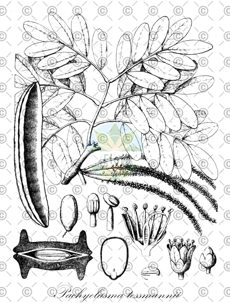 HistAbb_wfo-0000084094_1_ENZY_Simple | Historische Abbildung von Pachyelasma tessmannii - Fabaceae | Historical Illustration of Pachyelasma tessmannii - Fabaceae