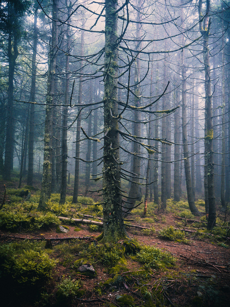 Rainy Black Forest | Ein Regentag im herbstlichen Schwarzwald - Realisiert mit Pictrs.com