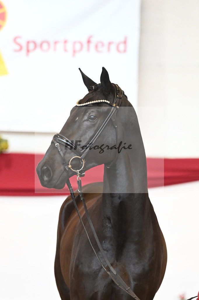 Kat-Nr. 45 Raven x Everdale_Rakelbusch_43230755 | hf-fotografie - Realisiert mit Pictrs.com