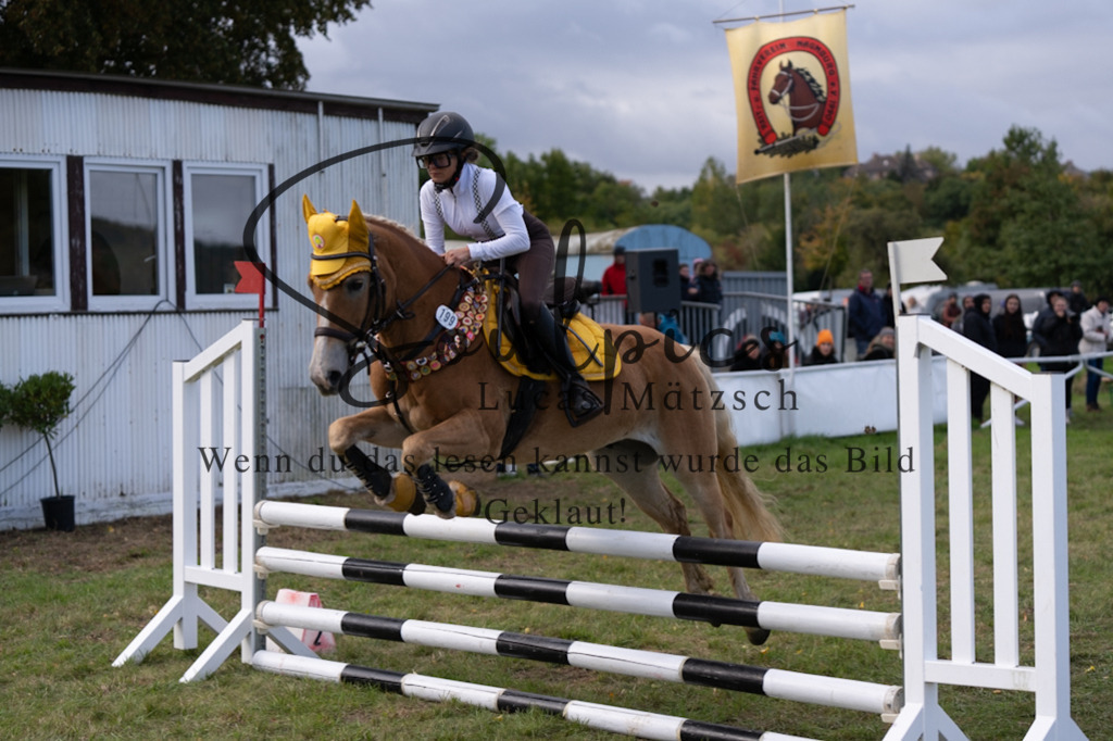 A7V06458 | Pferdefotograf