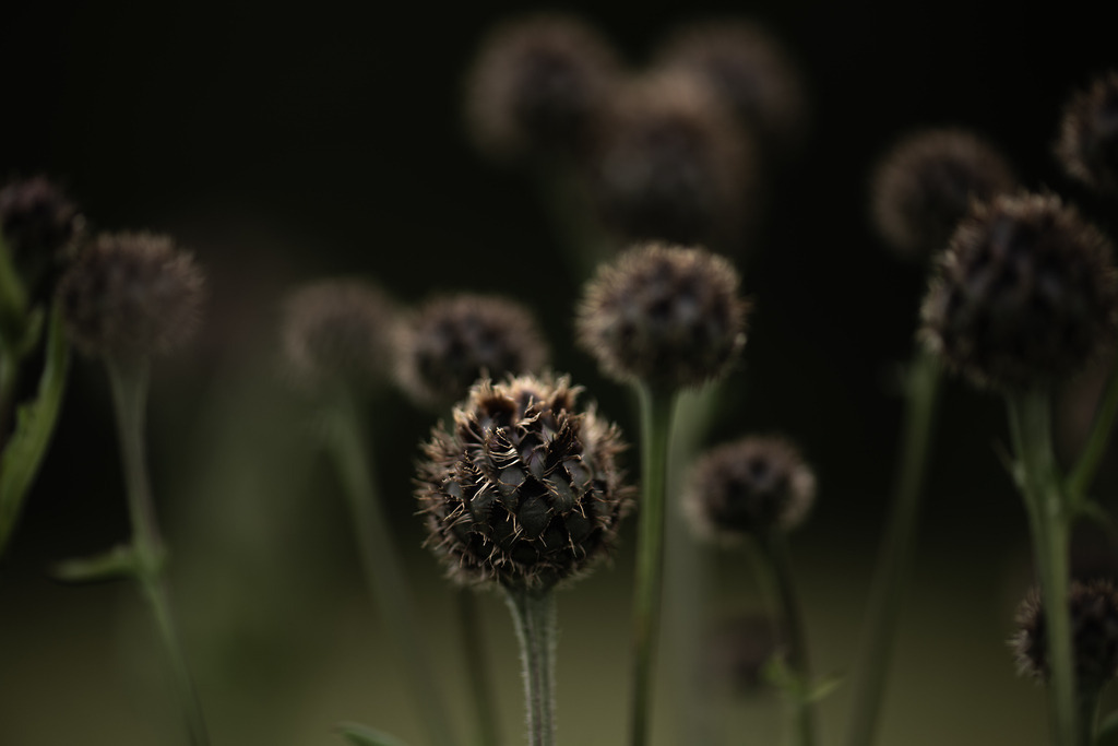 Acker-Witwenblume | Makroaufnahme mit Nikon ZF, AF-S Micro Nikkor 105mm f2.8