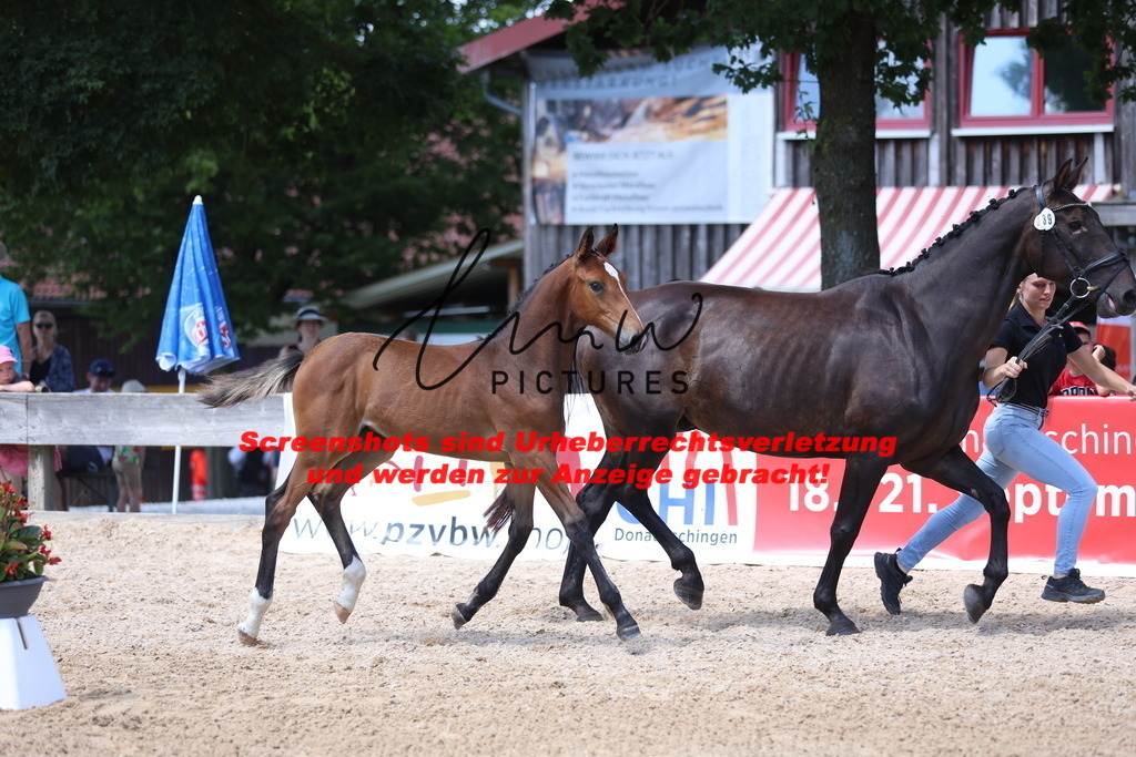 Fohlenschau_Schwäbisch_Hall_springbetonte_Fohlen_KN 39_2 | lmwpictures - Realisiert mit Pictrs.com