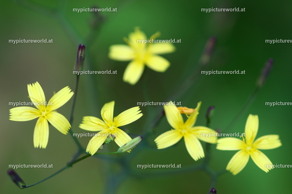 Mauerlattich-002 | Das Bilderarchiv über Tiere, Planzen und Landschaften. In der Bilddatenbank finden Sie ein große Auswahl an hochwertigen Bilder für Ihre Werbung - Realized with Pictrs.com