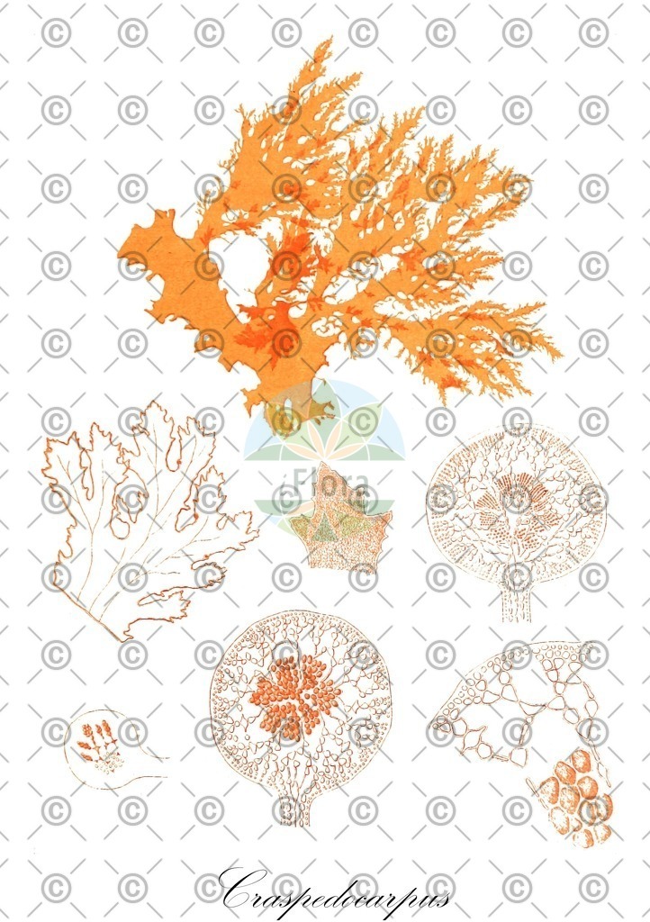 HistAbb_wfo-0000860661_1_ENZY_Simple | Historische Abbildung von Craspedocarpus - Cystocloniaceae (0) | Historical Illustration of Craspedocarpus - Cystocloniaceae (0)