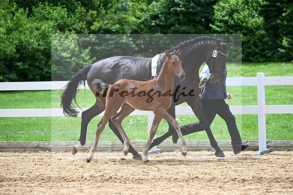 Kat-Nr. 21 Valenziano x Bailando_HLG Schwaiganger_27140658 | hf-fotografie - Realisiert mit Pictrs.com