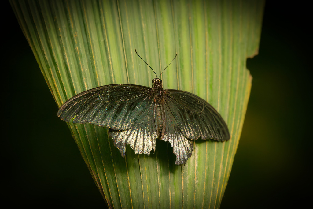 HFG_4461-Verbessert-RR-Bearbeitet | Holzisphotography, Landschaftsfotografie, Wildlifefotogorafie - Realisiert mit Pictrs.com