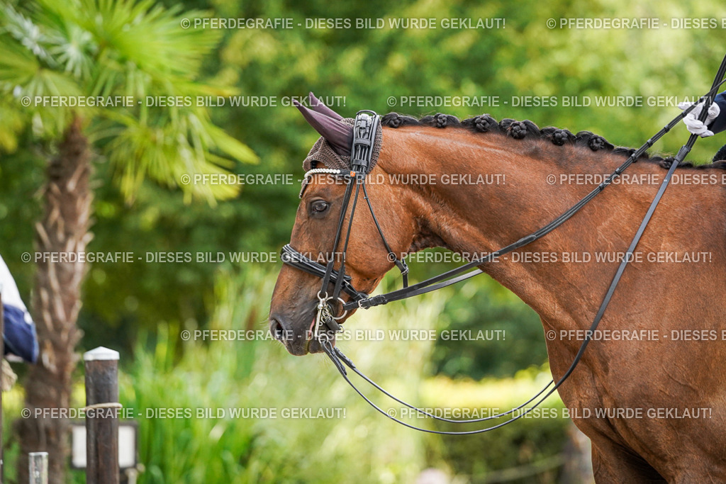 DSC07028 | Pferdegrafie