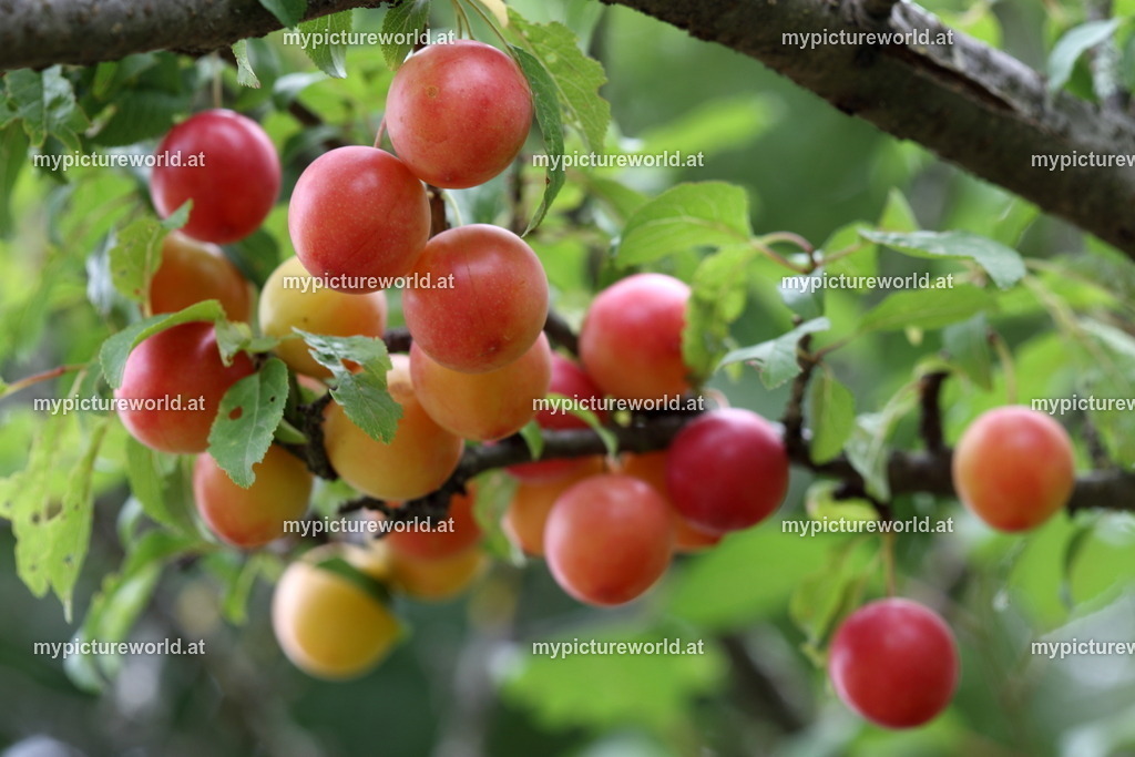 Kirschpflaume-004 | Das Bilderarchiv über Tiere, Planzen und Landschaften. In der Bilddatenbank finden Sie ein große Auswahl an hochwertigen Bilder für Ihre Werbung - Realisiert mit Pictrs.com