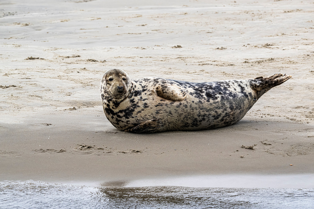 Gefleckte Kegelrobbe liegt am Sandstrand von Texel: Ruhepause an der Wasserkante im Wattenmeer | Eine gefleckte Kegelrobbe entspannt am feinsandigen Strand direkt an der Spülkante vor der Insel Texel. In der typischen Bananenstellung hebt der Meeressäuger Kopf und Hinterflossen leicht an und blickt ruhig in die Kamera. Das ausdrucksstarke Tierporträt aus dem Nationalpark Wattenmeer eignet sich ideal für redaktionelle Berichte über heimische Fauna, Artenschutz, Nordseetourismus, marine Säugetiere und Naturerlebnisse in den Niederlanden. - Realisiert mit Pictrs.com