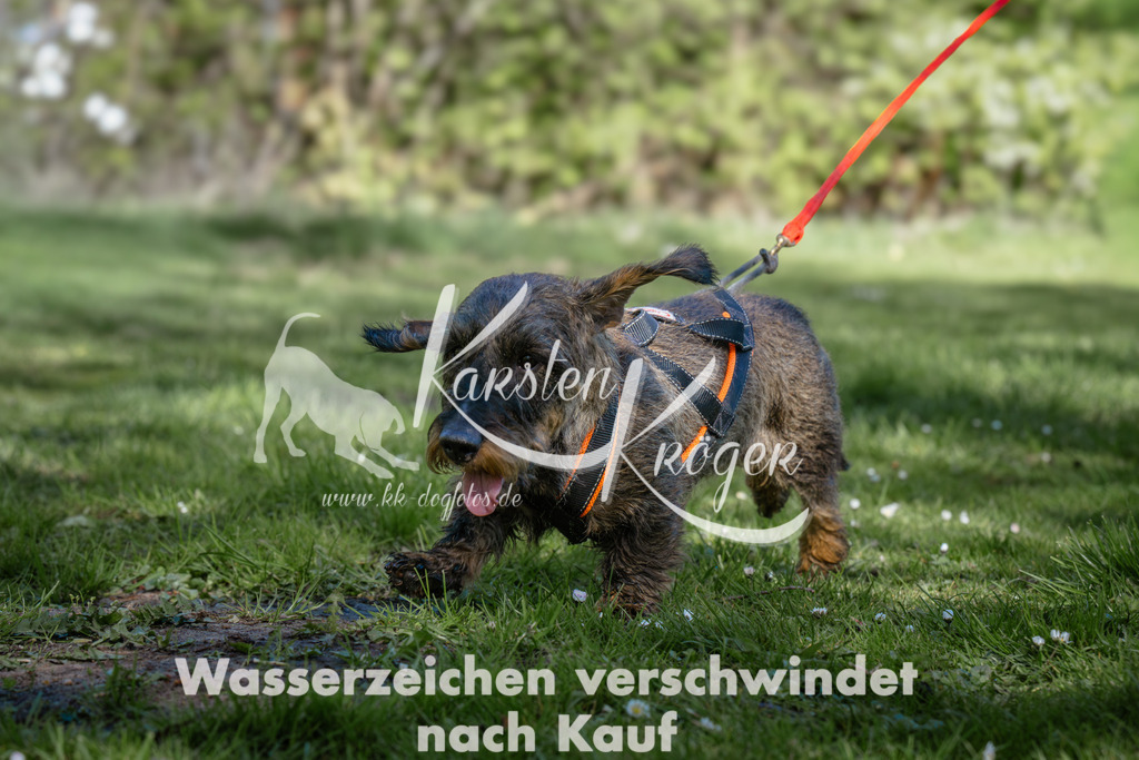 1022_ZZ95050 | kk-dogfotos
