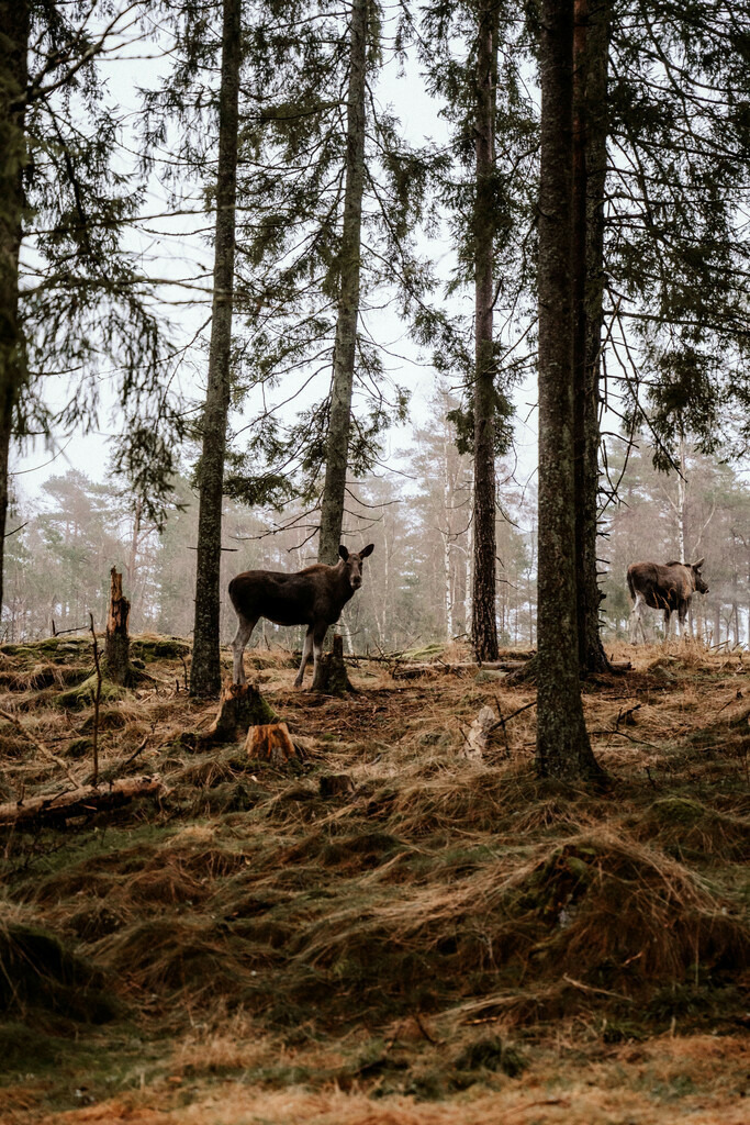 Schweden | Print Shop 
Fotografie
Posterdruck
Landschaftsfotografie
Reisefotografie
Naturfotografie
Anja Brandes Poster 
Anja Brandes Photography 
Prints for Walls 
Printable 
Posterdrucke
Poster aesthetic 
Poster Wall 
Poster Prints 
Poster schwarz weiß - Realisiert mit Pictrs.com