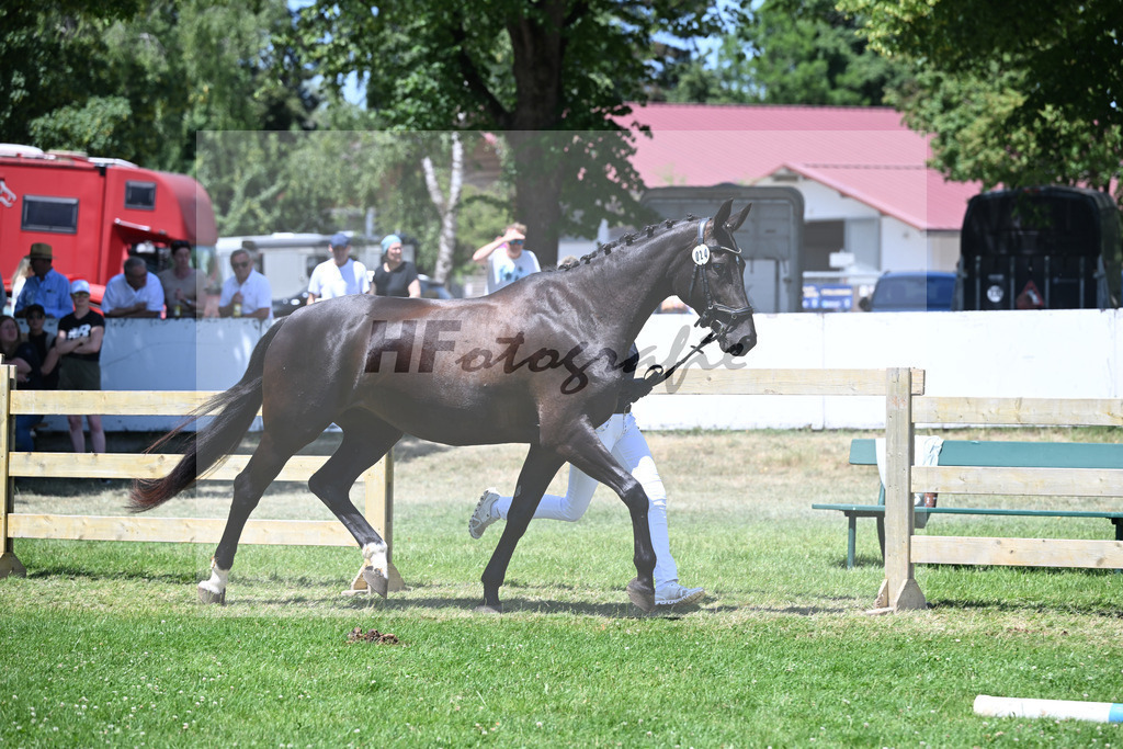 Kat-Nr. 24 Pirina v. Destano_Scherr_19250545 | hf-fotografie - Realizzato con Pictrs.com
