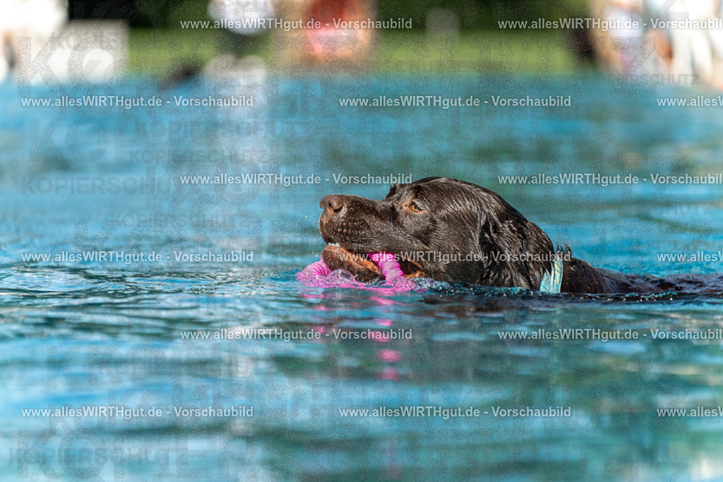 Hundeschwimmen_Volksbad_2026-allesWIRTHgut_Tierfotografie-2609061156-110606-7R509967 | Professionelle Tierfotografie in Mönchengladbach von Daniel Wirth (allesWIRTHgut). Liebevolle & natürliche Bilder von Hunden & Katzen für unvergessliche Erinnerungen.