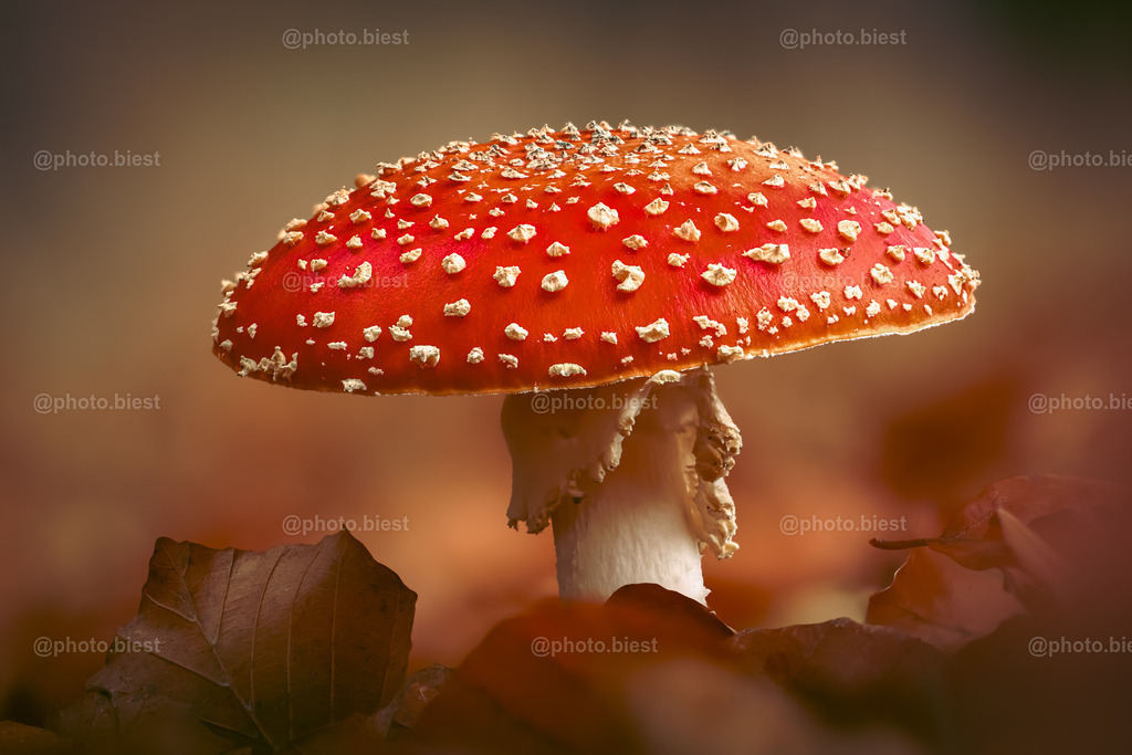 Herbstpilz | Ein schöner, großer Fliegenpilz im Herbstlaub. - Realisiert mit Pictrs.com