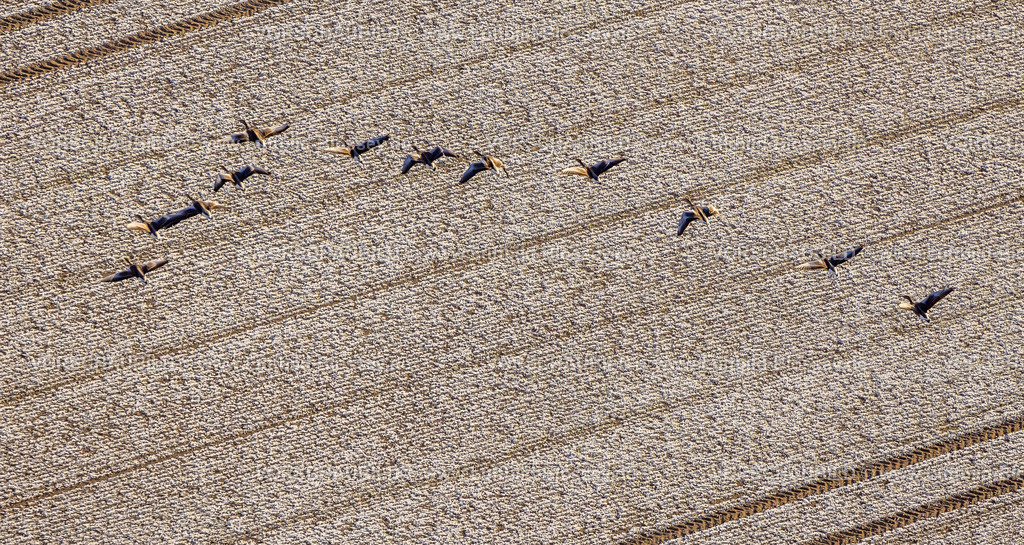 Hamm221200118SchlossOberwerries | Luftbild, Fliegende Gänse über einer winterlichen Landschaft nahe dem Schloss Oberwerries, Uentrop, Hamm, Ruhrgebiet, Nordrhein-Westfalen, Deutschland