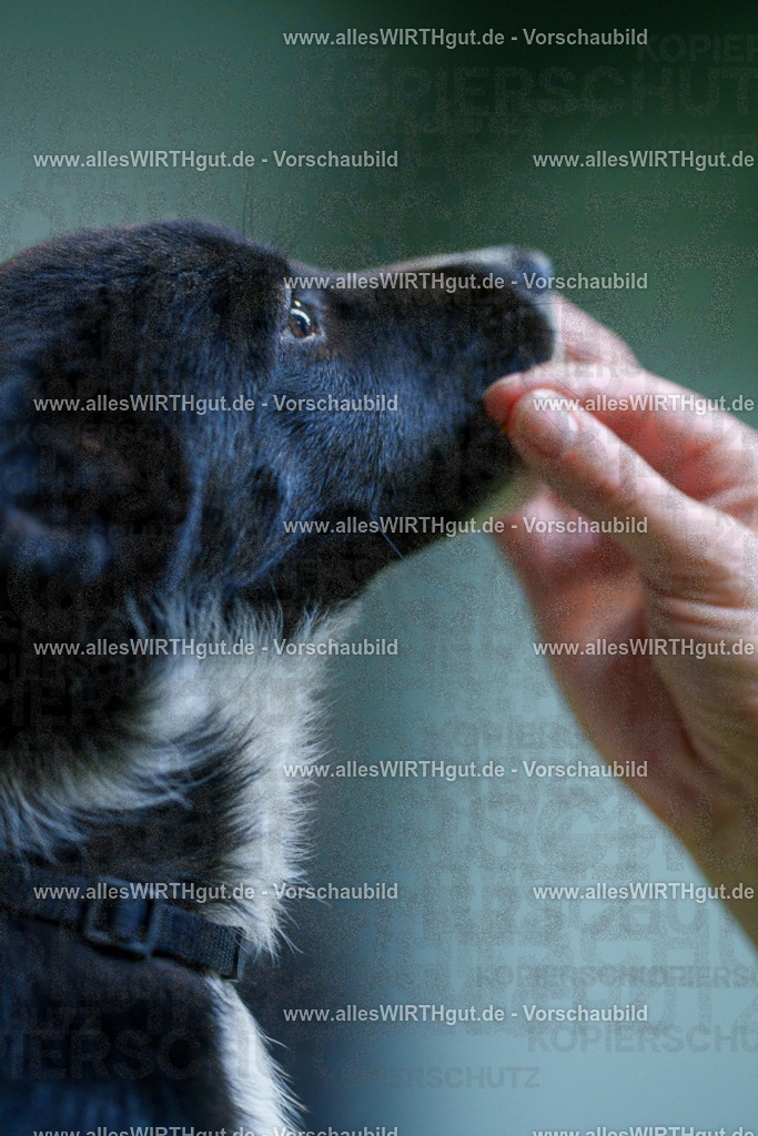 @allesWIRTHgut_Tierfotografie - www.allesWIRTHgut.de - 2604251312-7R503682 | Professionelle Tierfotografie in Mönchengladbach von Daniel Wirth (allesWIRTHgut). Liebevolle & natürliche Bilder von Hunden & Katzen für unvergessliche Erinnerungen.