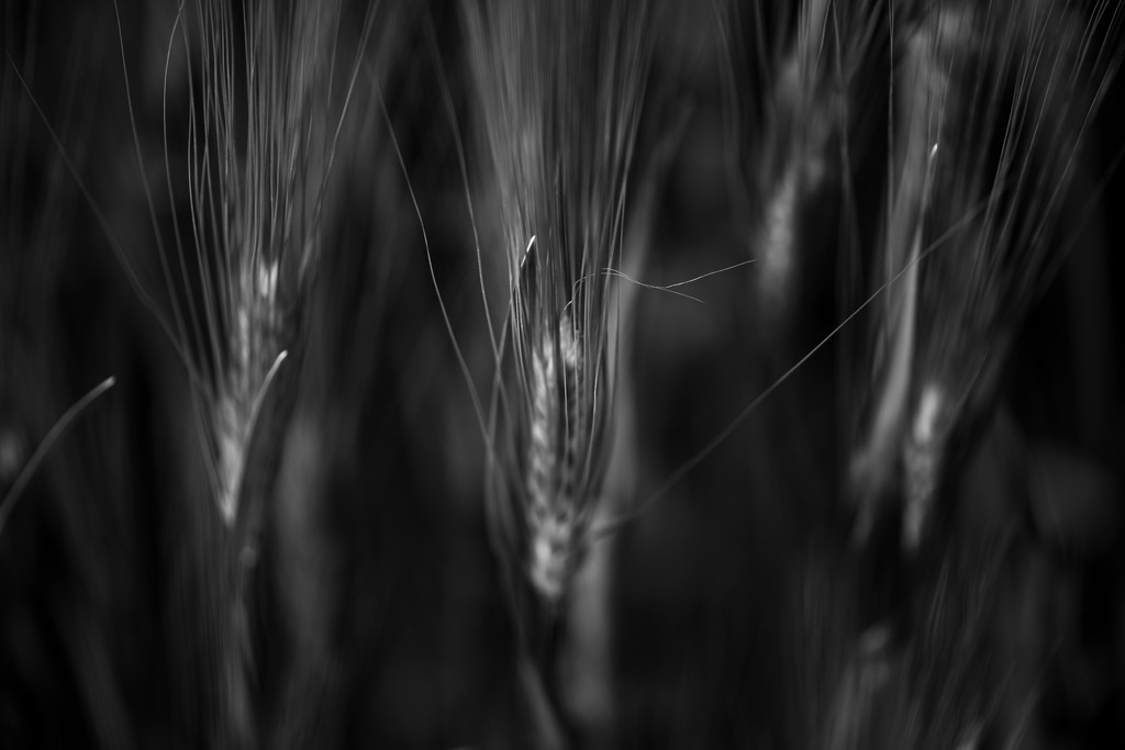 Gerste | Makroaufnahme mit Nikon ZF, AF-S Micro Nikkor 105mm f2.8