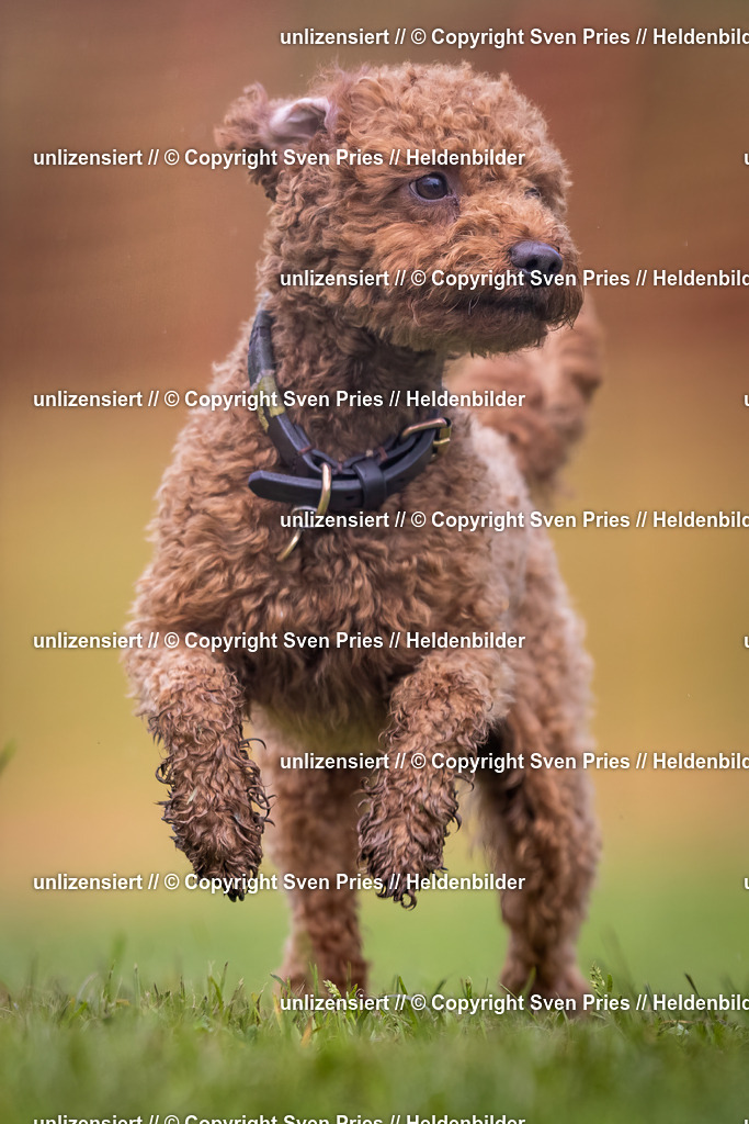 Sven Pries | 2024-04-21 - Hunderennen Baden-Oos
Foto: Sven Pries - Realisiert mit Pictrs.com