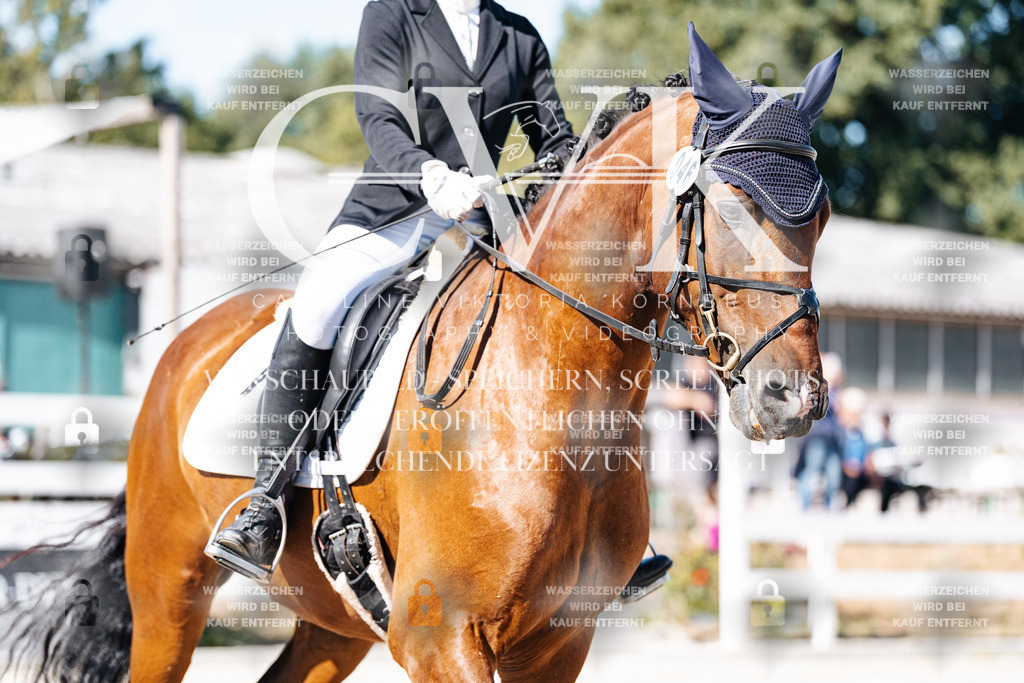 CK908668 | Turnierfotografie Pferdefotografie Trier Rheinland-Pfalz Pferdesport Reitsport Tierfotografie Sportfotografie Pferdevideo Pferdevideografie Equestrianvideography equestrianphotography  - Realisiert mit Pictrs.com