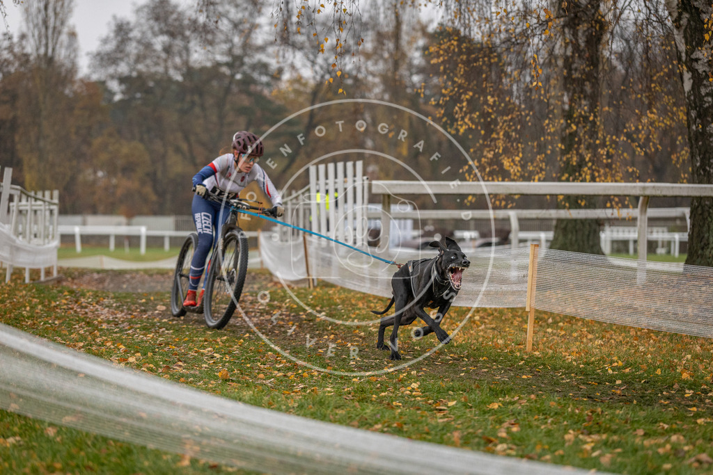 CaniXpix_DV3A7596 | Hundefotografie, Tierfotograf, Pfotenfotografie, Fotoshooting Hund, Hunde Portrait, Hundesport, Hundeportraits, Heideshooting, Hunde, Sportfotograf, Hundefotograf, Turnierhundsport, THS,  - Realisiert mit Pictrs.com