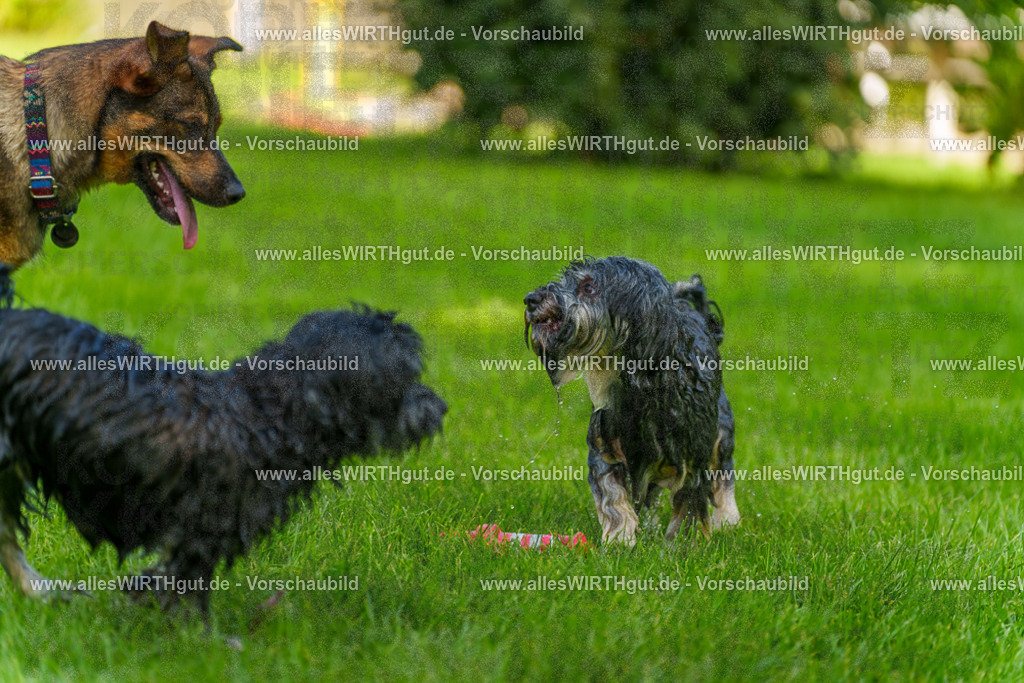 Hundeschwimmen_Grefrath_2026-allesWIRTHgut_Tierfotografie-13_13-7R508340 | Professionelle Tierfotografie in Mönchengladbach von Daniel Wirth (allesWIRTHgut). Liebevolle & natürliche Bilder von Hunden & Katzen für unvergessliche Erinnerungen.