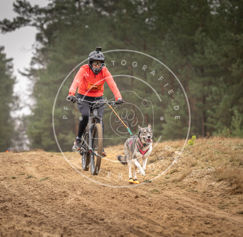 Pfotenfotografie_DV3A3711 | Hundefotografie, Tierfotograf, Pfotenfotografie, Fotoshooting Hund, Hunde Portrait, Hundesport, Hundeportraits, Heideshooting, Hunde, Sportfotograf, Hundefotograf, Turnierhundsport, THS,  - Realisiert mit Pictrs.com
