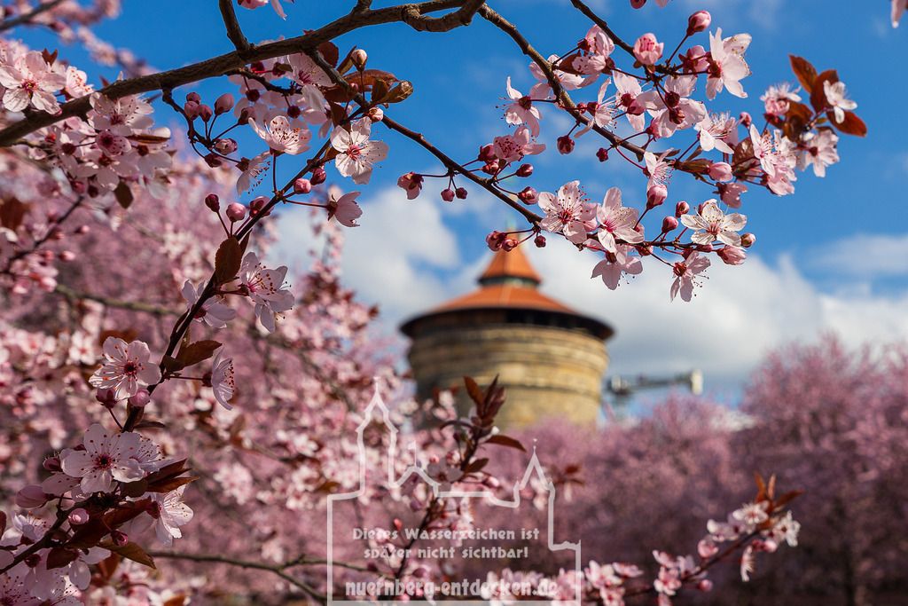 Kirschblüte in Nürnberg, 01.04.2025 | Blühende Zierkirschen in den Sebalder Höfen mit Blick auf den Laufertorturm, Teil der historischen Stadtmauer von Nürnberg. Die Aufnahme zeigt die Kirschblüte im Vordergrund bei klarem Frühlingswetter. - Realisiert mit Pictrs.com